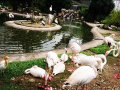 -吉隆坡雀鸟公园