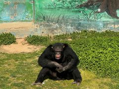 -西霞口神雕山野生动物世界