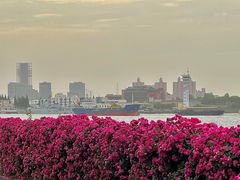-上海滨江森林公园