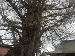 -医王山·飞騨国分寺
