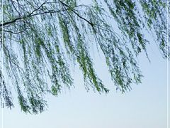 -丁香湖公园
