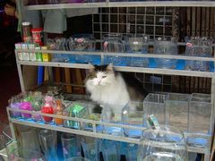-清平路水族市场