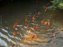 -玉苍山国家森林公园