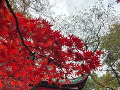 -岳麓山风景名胜区