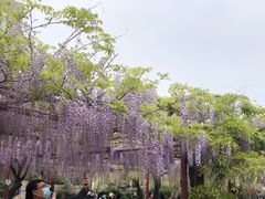 -嘉定紫藤园