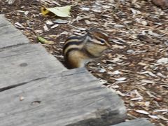 -五营红松林海景区