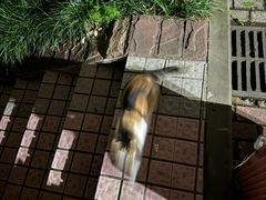 -重庆市奥林匹克体育中心-游泳跳水馆