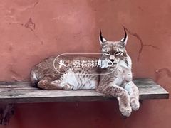 -青藏高原野生动物园