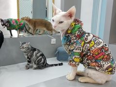 -糯米喵星人·撸猫猫舍咖啡馆(西市场嘉华店)