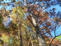 -梧桐山风景名胜区