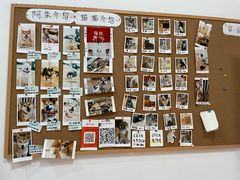 -是阿柴呀！柴犬咖啡·爱喵喵猫咖
