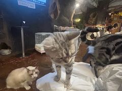 -猫猫幼稚园·撸猫·桌游·电玩