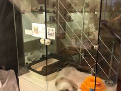 -十年猫舍·猫咪专门店(普陀店)