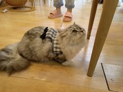 -猫咪派对(江南西店)