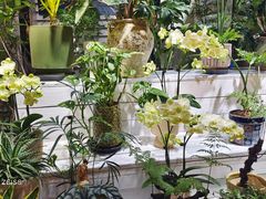 -朝来春花卉市场