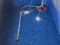 -鸿渡渔庄·特色鸭咀鱼