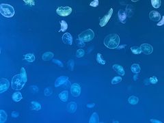 -多彩贵州城极地海洋世界