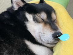 -逗柴咖啡屋·狗咖猫咖宠物桌游