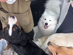 -汪说·狗咖·拼豆·宠物周边DIY(旺城大厦店)