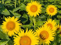 -汉长安城未央宫国家考古遗址公园