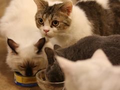 -共舞时光猫咖·狗咖(新街口店)