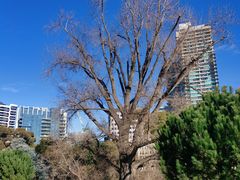 -墨尔本皇家植物园