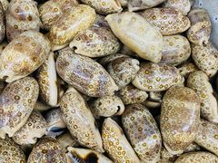 -青岛贝壳博物馆