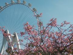 -黄牌鸡西刀削面·东北菜馆(深圳总店)