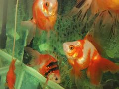 -中环花鸟鱼虫市场