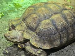 -石家庄市动物园