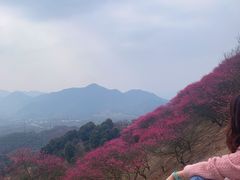 -新建村梅花