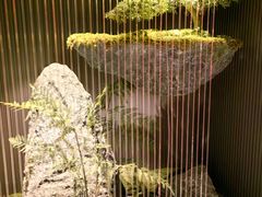 -稻香酒家·34年老字号·港式粤菜(侨光店)