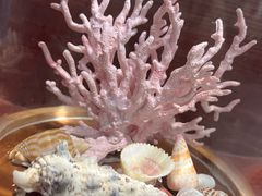 -青岛贝壳博物馆