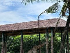 -海南热带野生动植物园