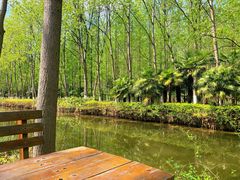 -合肥滨湖国家森林公园