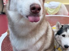 -和它·交个朋友·狗咖猫咖(爱琴海店)