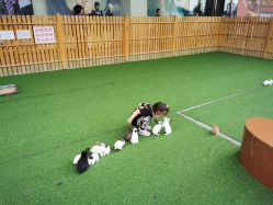 点击看大图 -萌宠亲子动物乐园(槐房万达店)