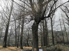-阳台山自然风景区