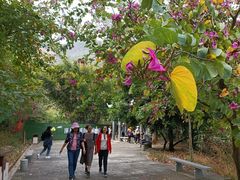 -羚羊峡古栈道森林公园