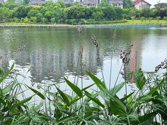 -眉山湿地公园(东坡区)