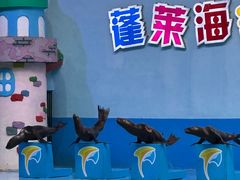 -蓬莱欧乐堡海洋极地世界