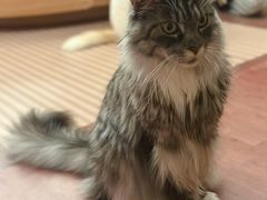 -MOCHA明星猫咖(田子坊店)