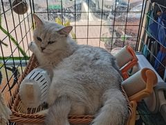 -平行世界·猫咖(首经贸店)