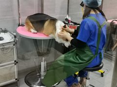 -宠福鑫康馨动物医院·骨科·眼科