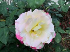 -人民公园(罗湖区)