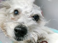 -美联众合动物医院(·中兽医·疑难杂症·严家桥分院)