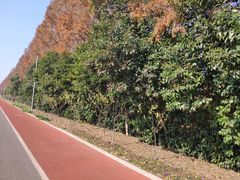 -上海长兴岛郊野公园