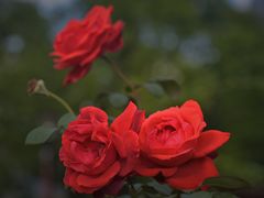 -上海山野camping·户外天幕烧烤·团建拓展营地