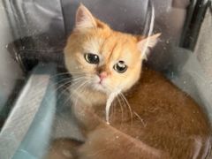 -瑞派宠物医院·犬猫全科·猫友好(宾水西道店)