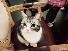 -猫小院猫主题餐厅(南锣旗舰店)